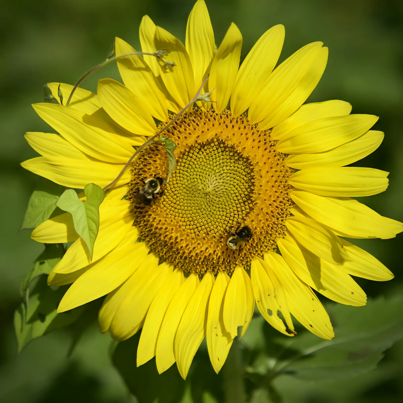 Common eastern bumble bee