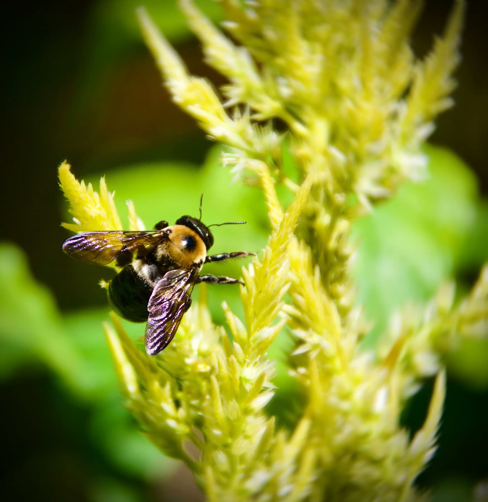 California carpenter bee