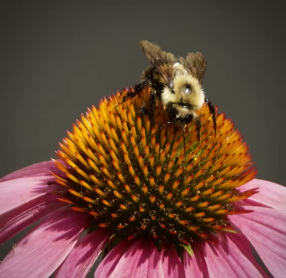 Two-spotted bumble bee
