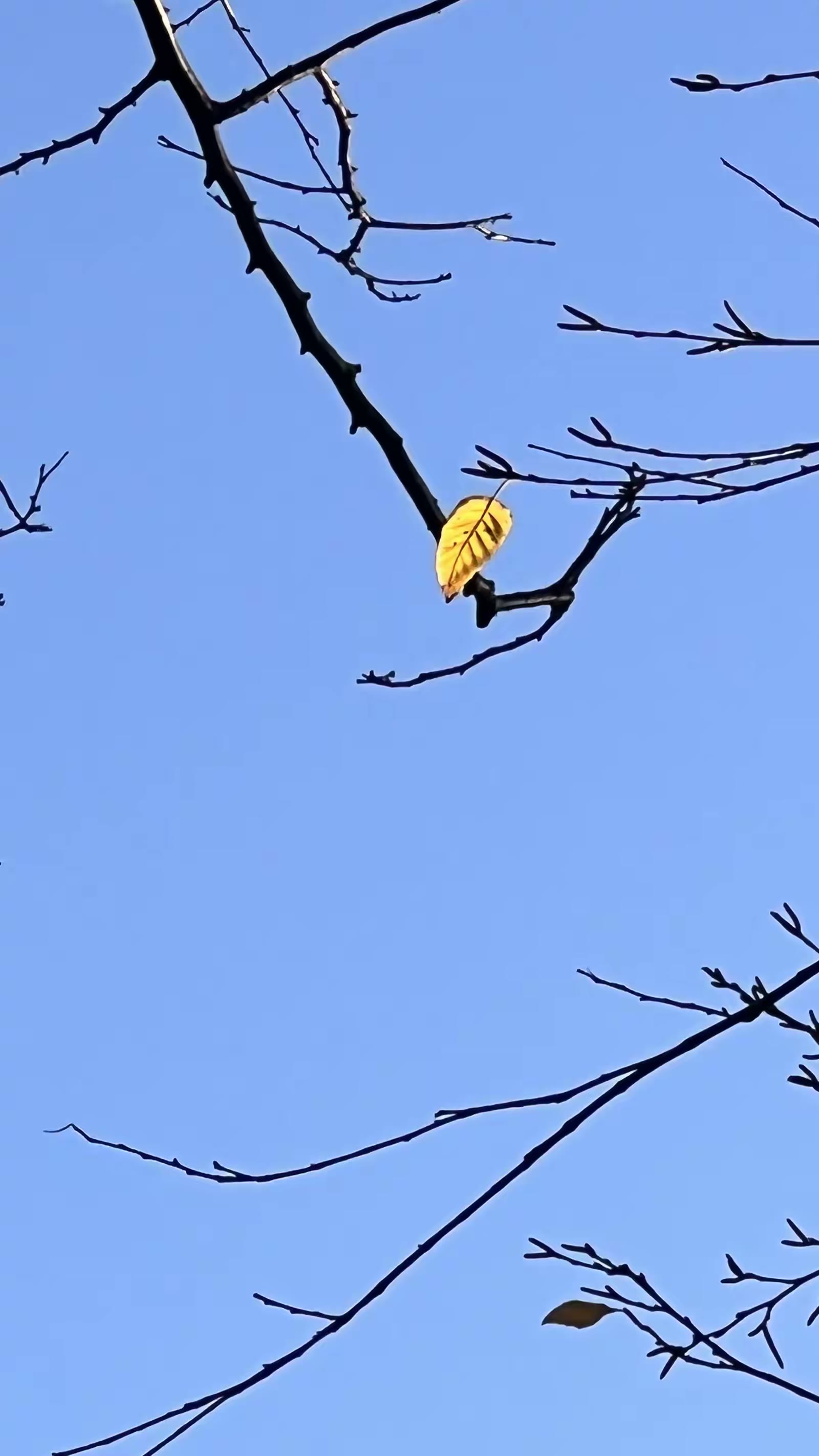孟村点点秋色
