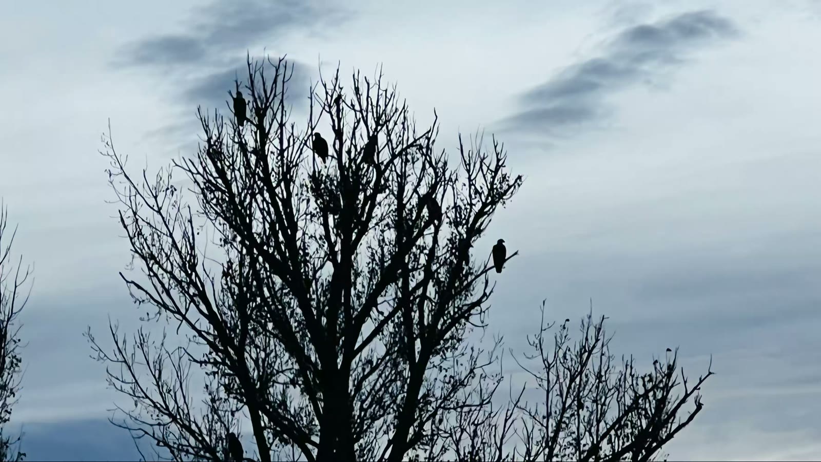 网红景点老鹰树(Eagle Tree)如果幸运的话,你可以在夕阳霞光映照下看到十几只甚至几十只白头鹰(见下面两张载自网络的照片)。我去时云层太厚,霞光冲不上天,树上只有几只老鹰,有点遗憾。