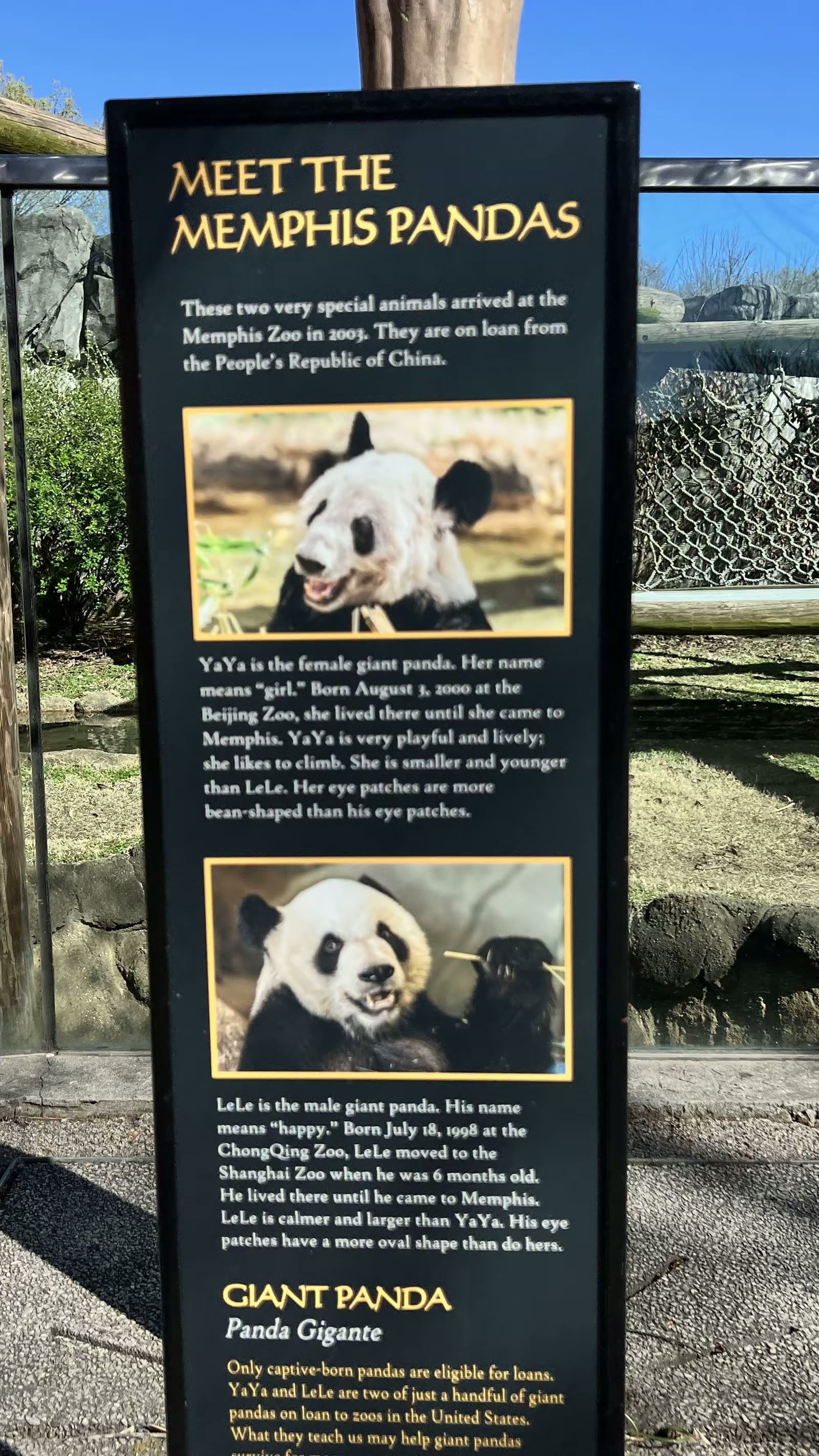 孟菲斯动物园的大熊猫 乐乐和丫丫