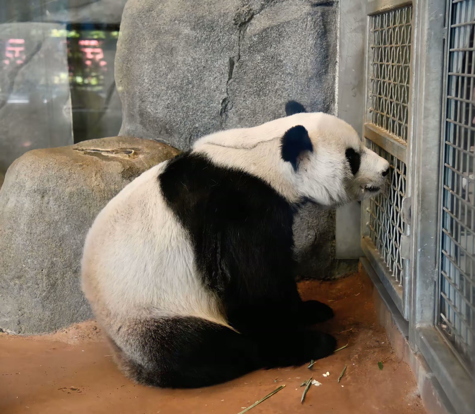孟菲斯动物园的大熊猫 乐乐和丫丫