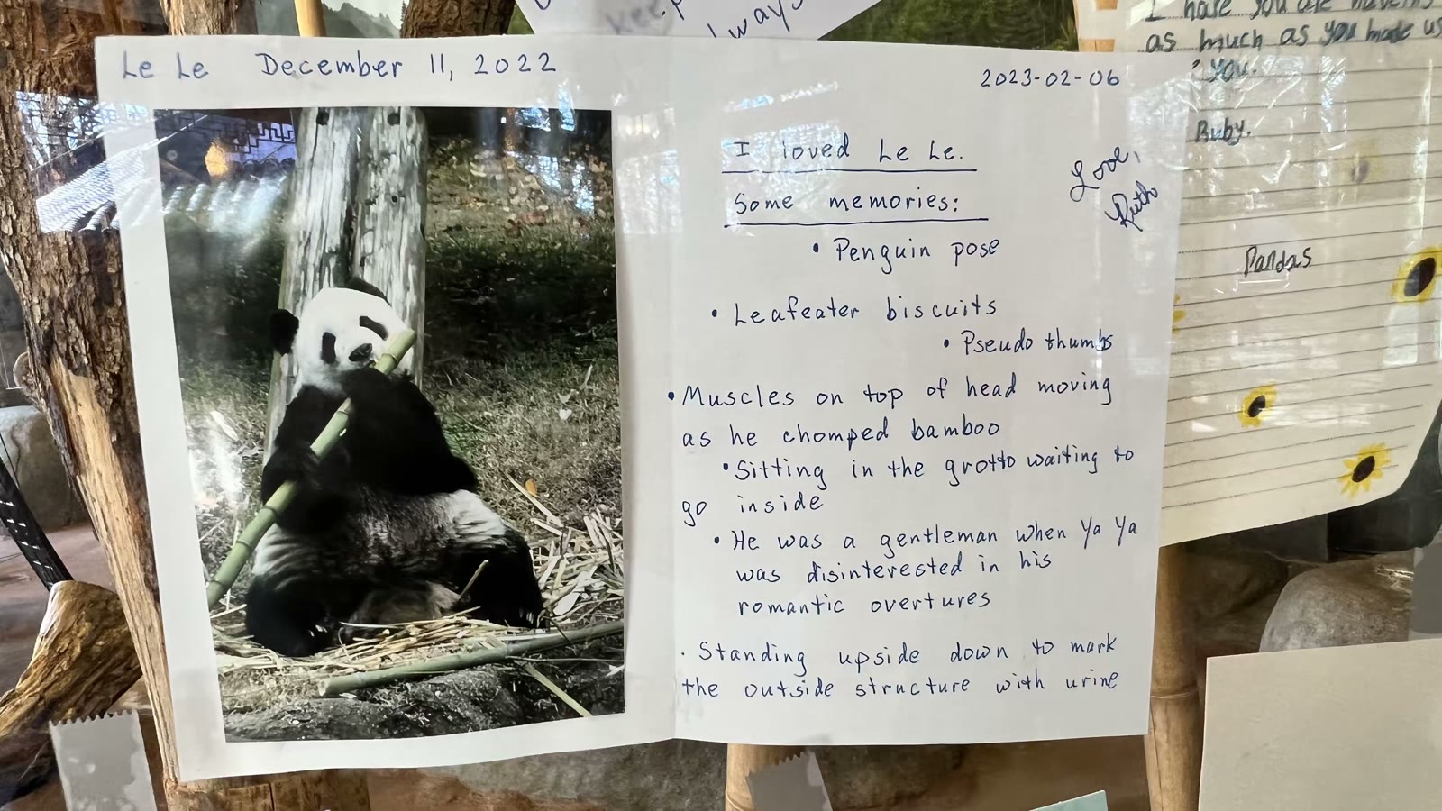 孟菲斯动物园的大熊猫 乐乐和丫丫
