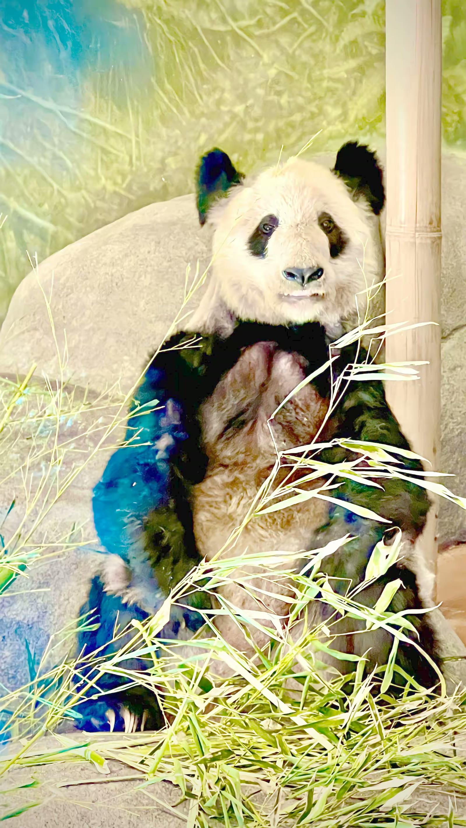 孟菲斯动物园的大熊猫 乐乐和丫丫