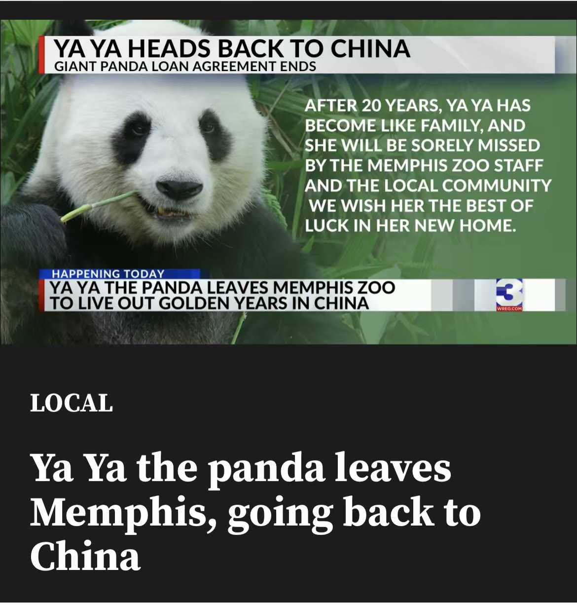 孟菲斯动物园的大熊猫 乐乐和丫丫