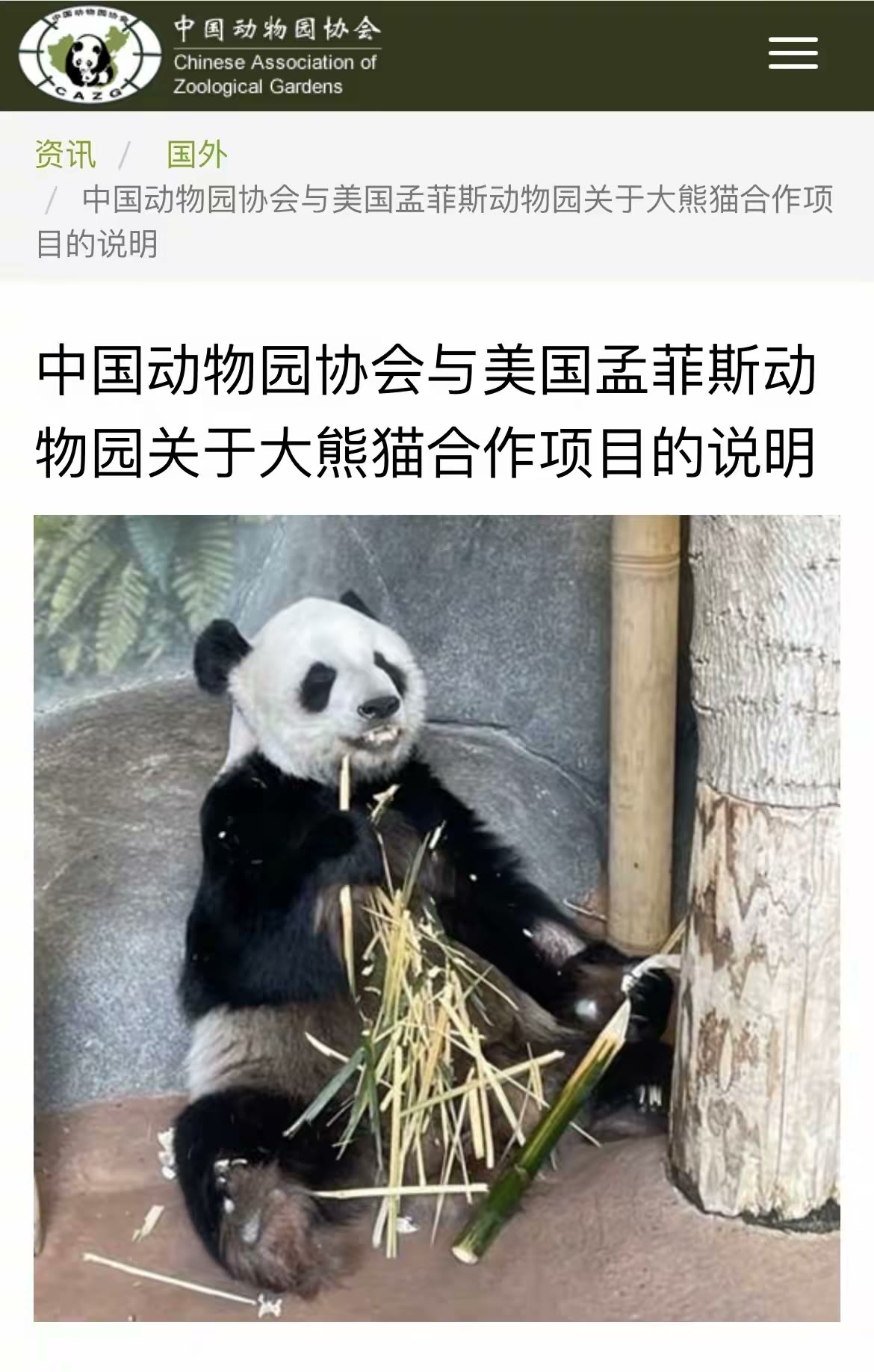 孟菲斯动物园的大熊猫 乐乐和丫丫