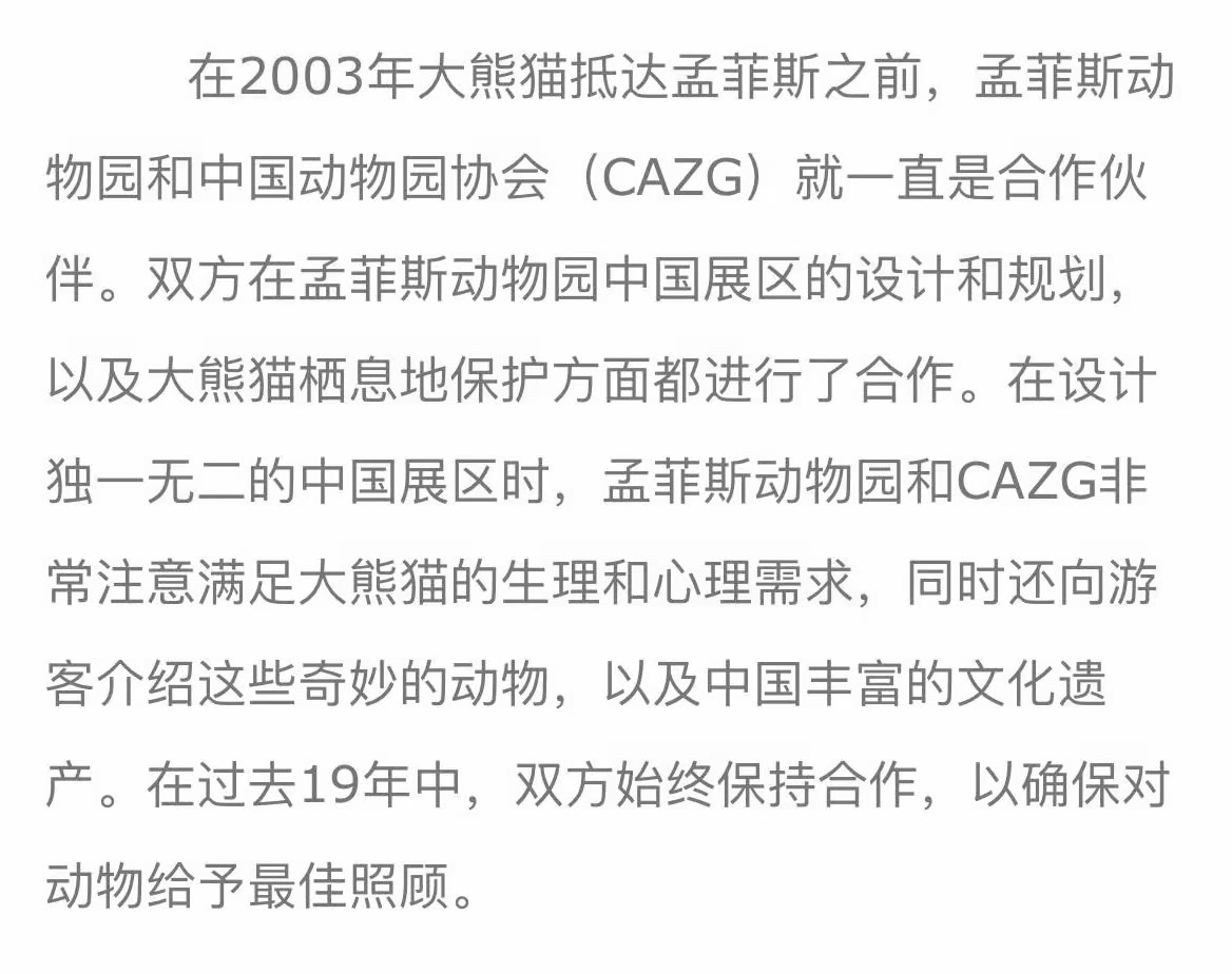 孟菲斯动物园的大熊猫 乐乐和丫丫