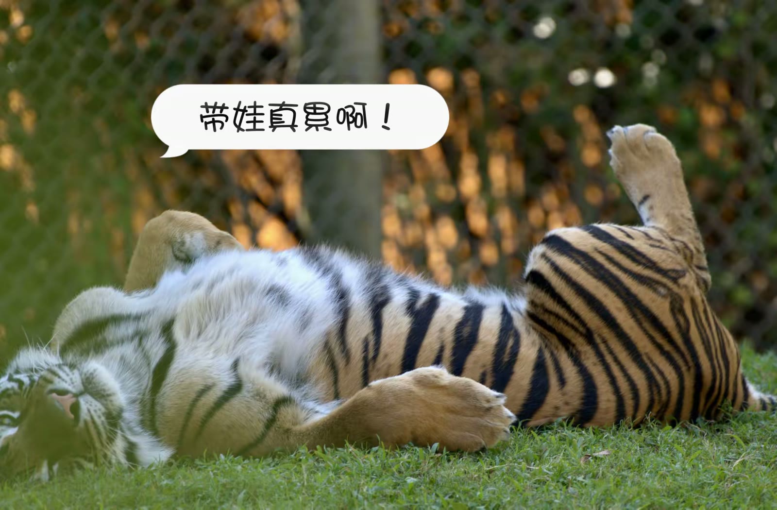 苏门答腊虎图像集