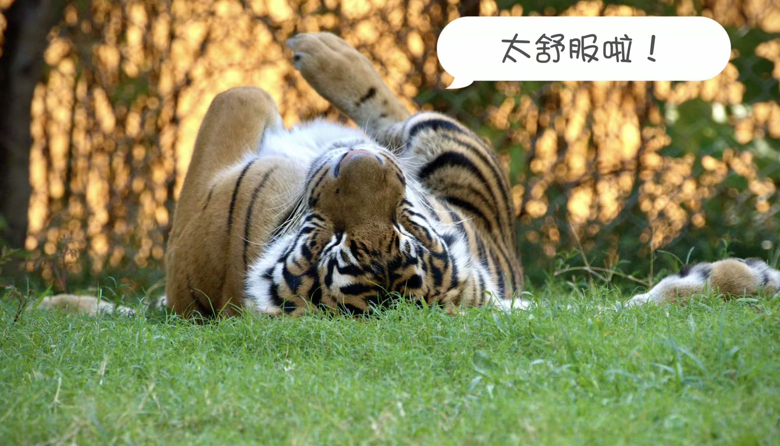 苏门答腊虎图像集
