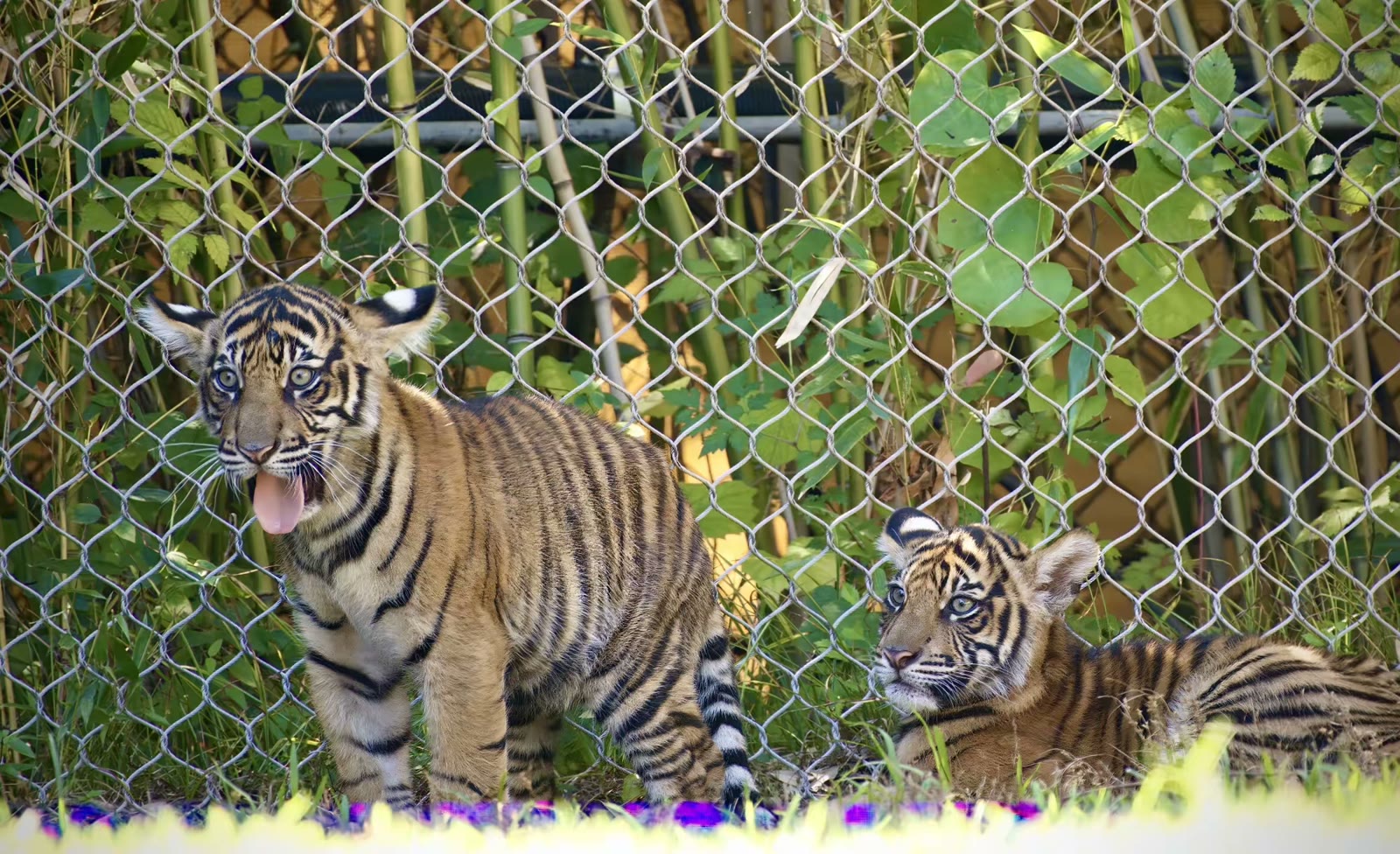 苏门答腊虎图像集