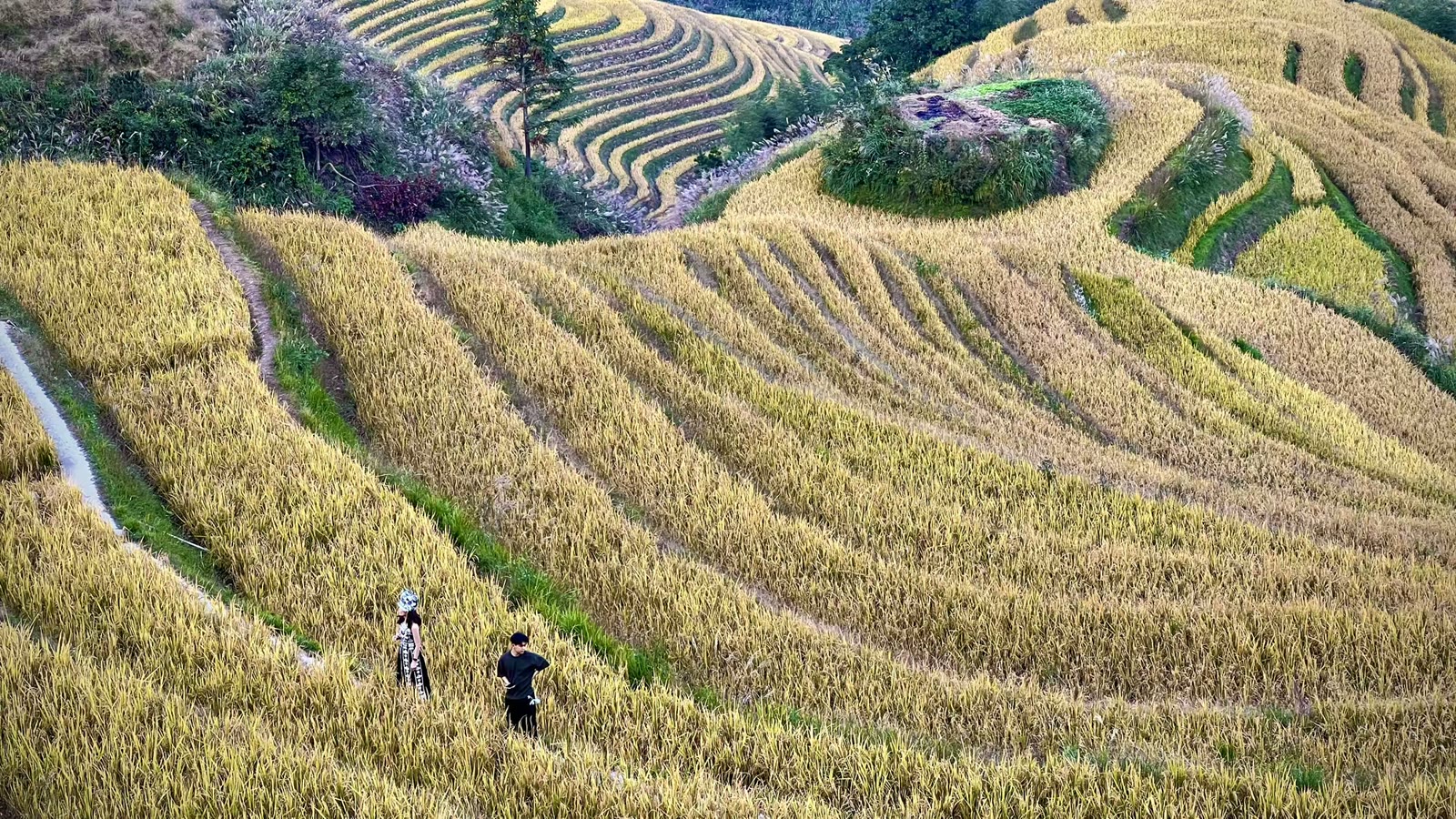 金色梯田