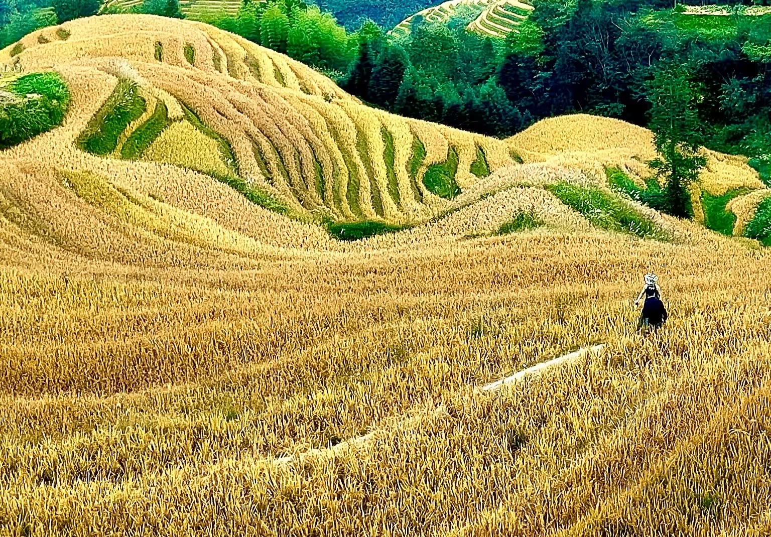 金色梯田