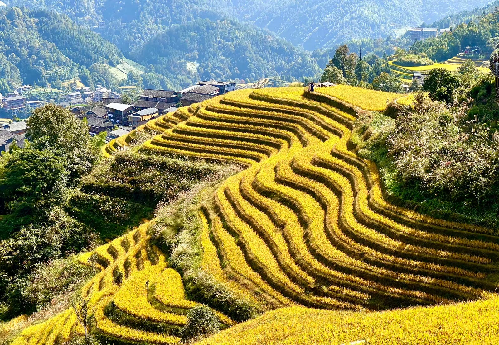金色梯田