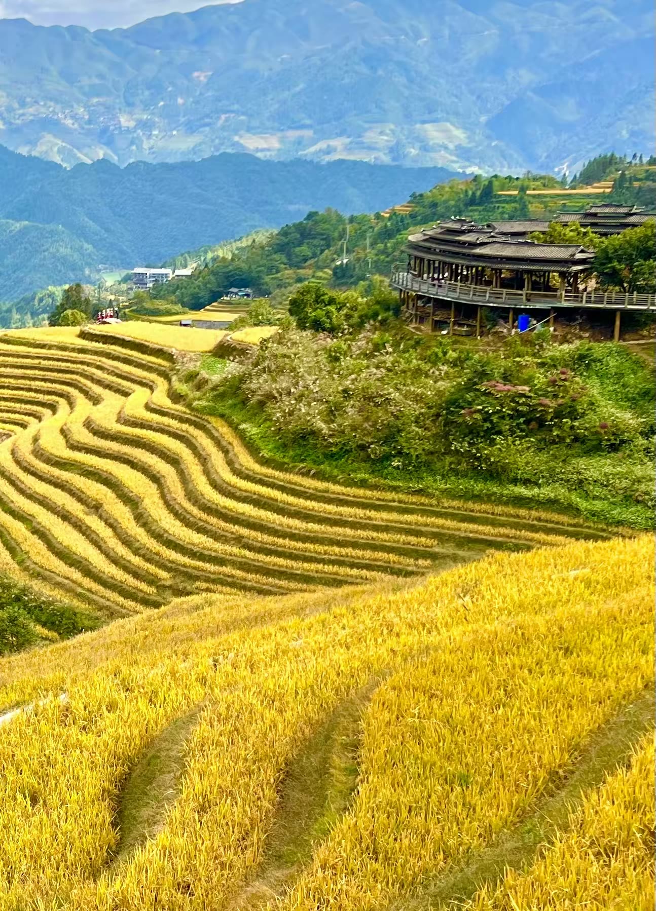 金色梯田