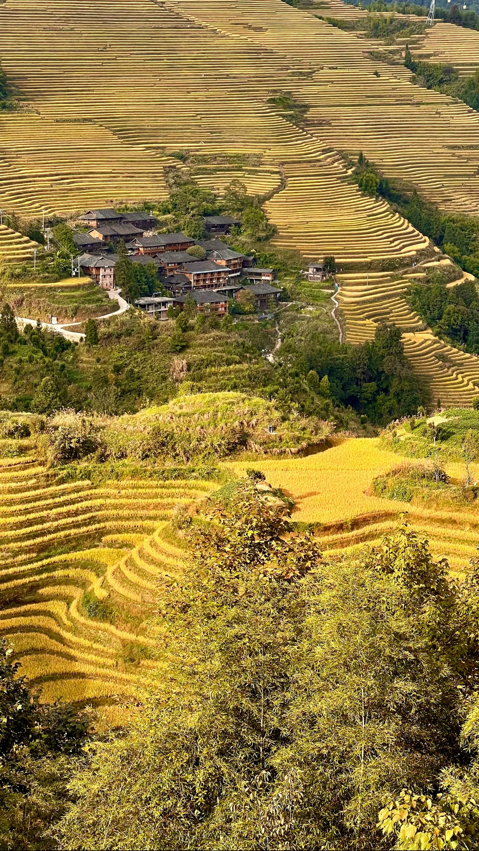 金色梯田