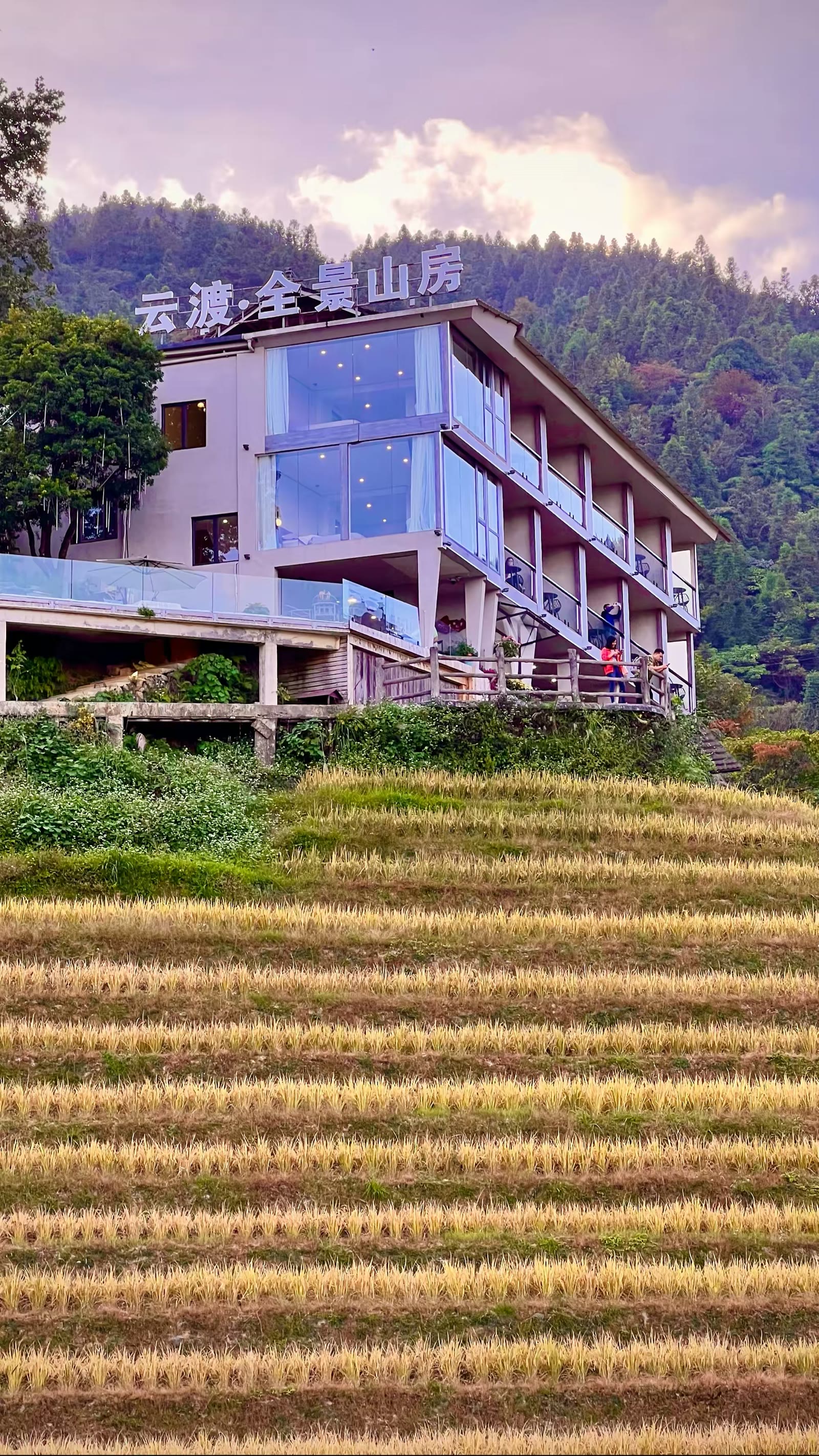 金色梯田