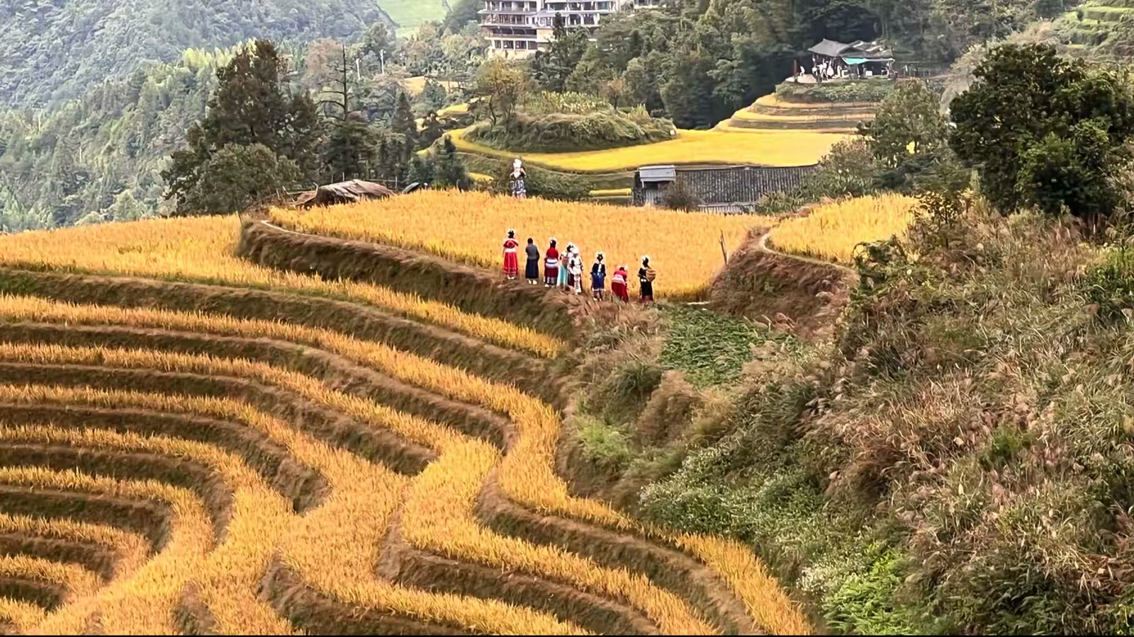 金色梯田