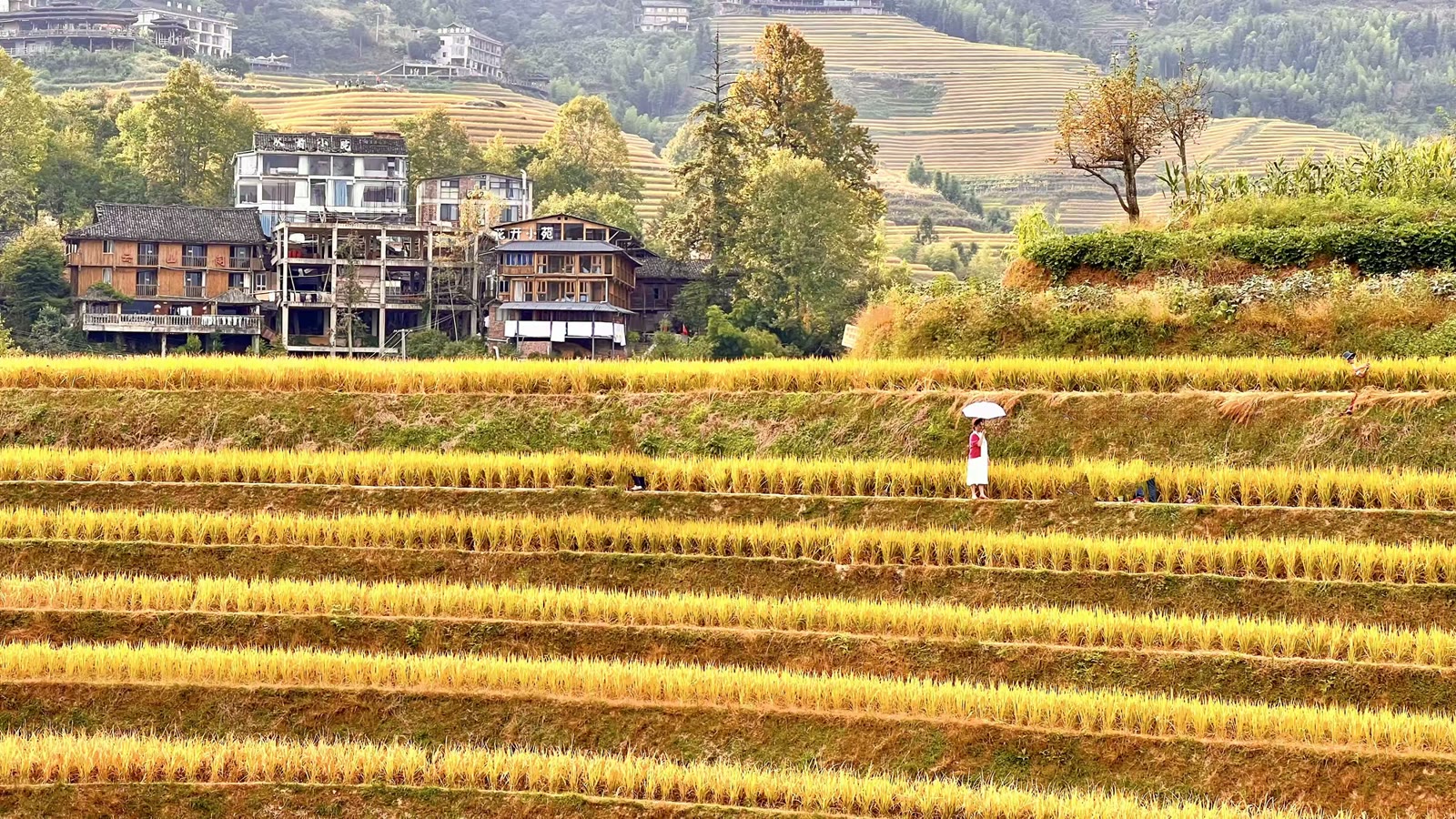 金色梯田