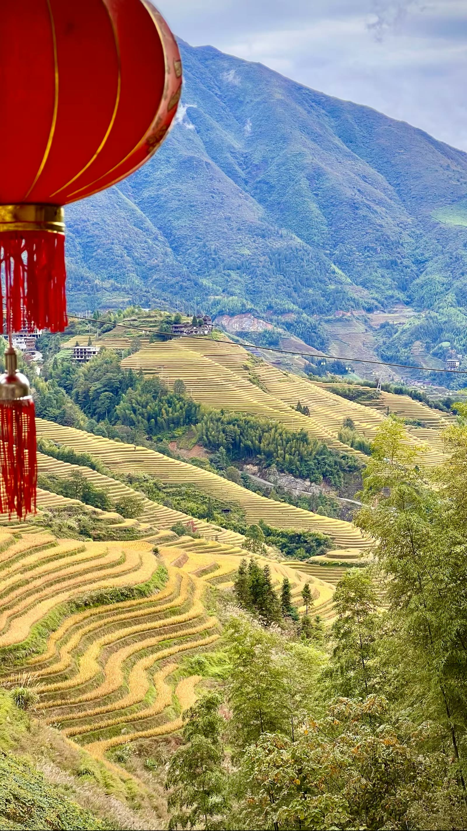 金色梯田