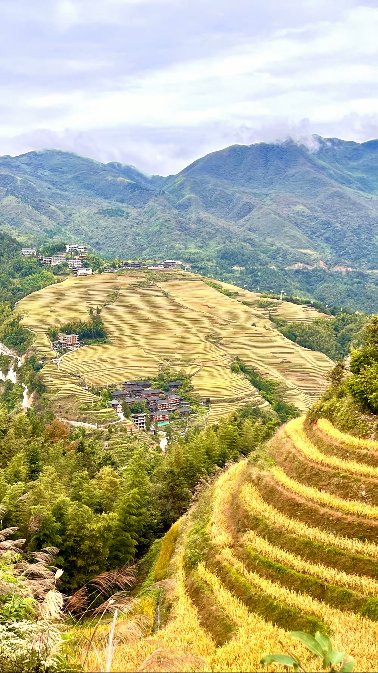 金色梯田