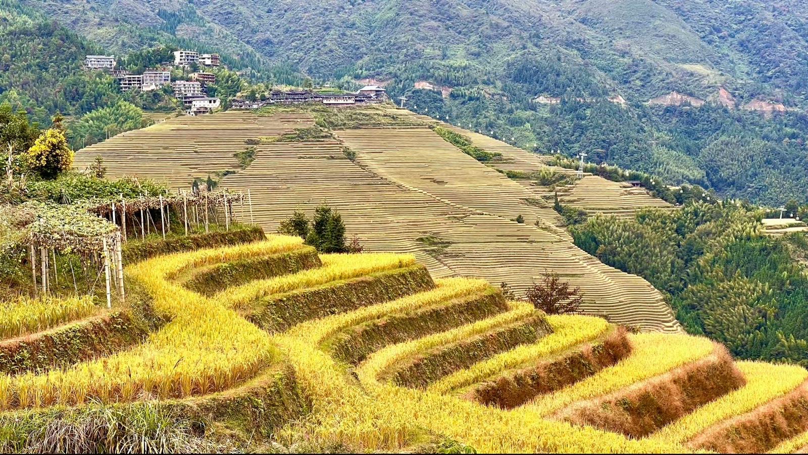 金色梯田