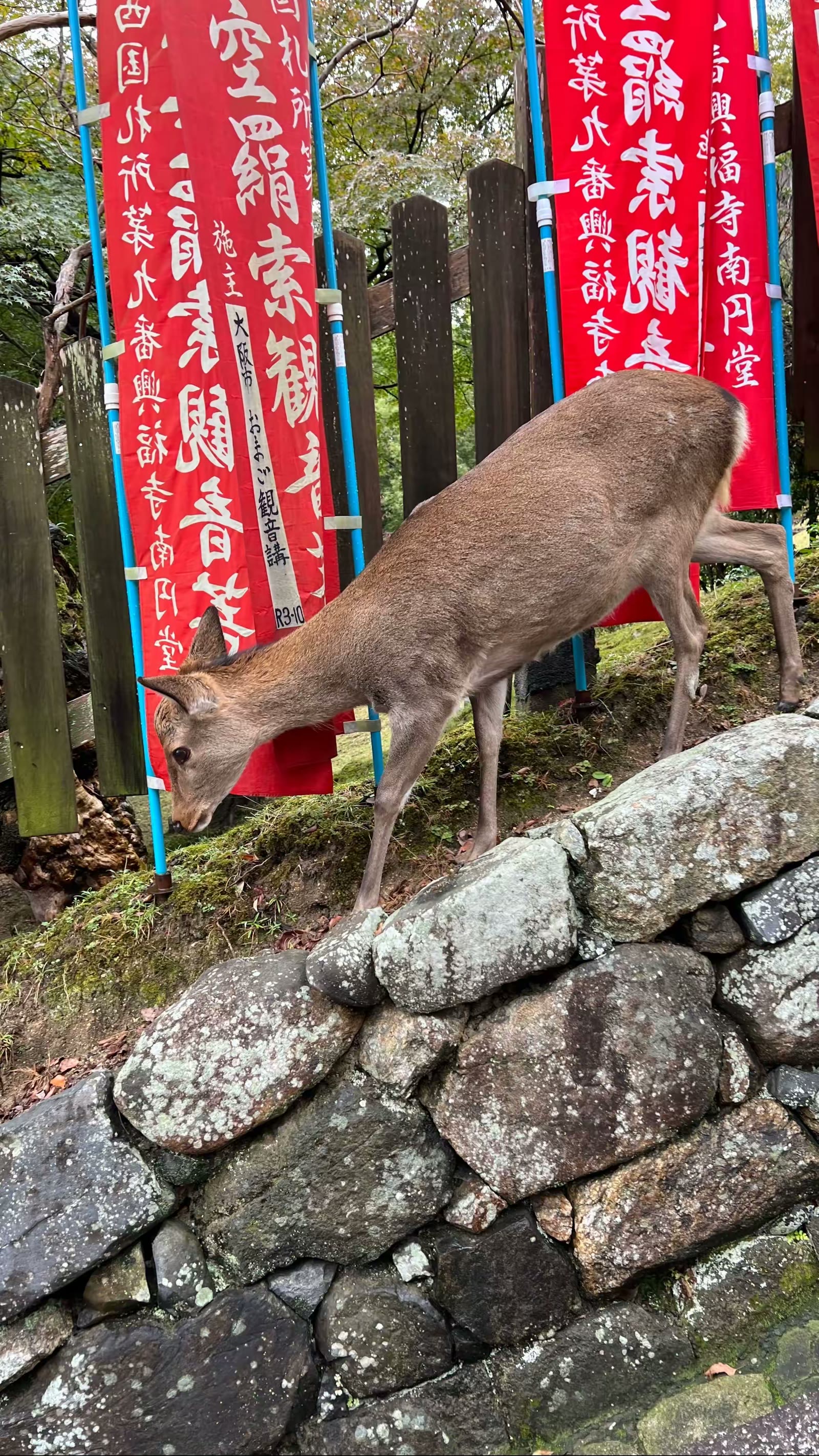 日本奈良行：鹿、春日大社