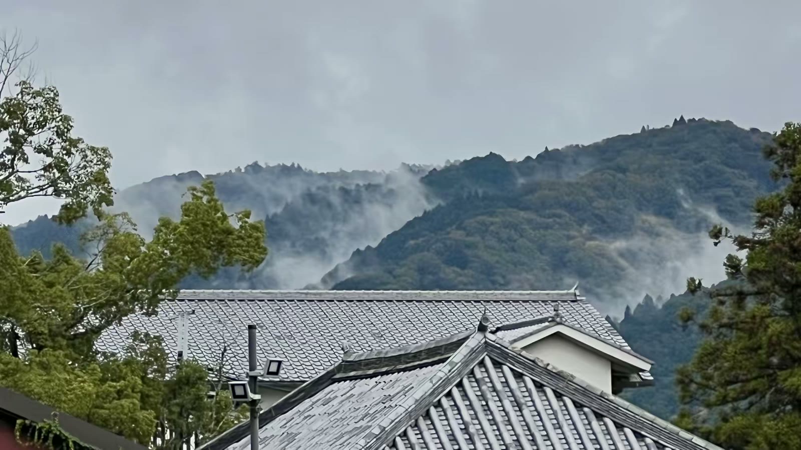 日本奈良行：鹿、春日大社