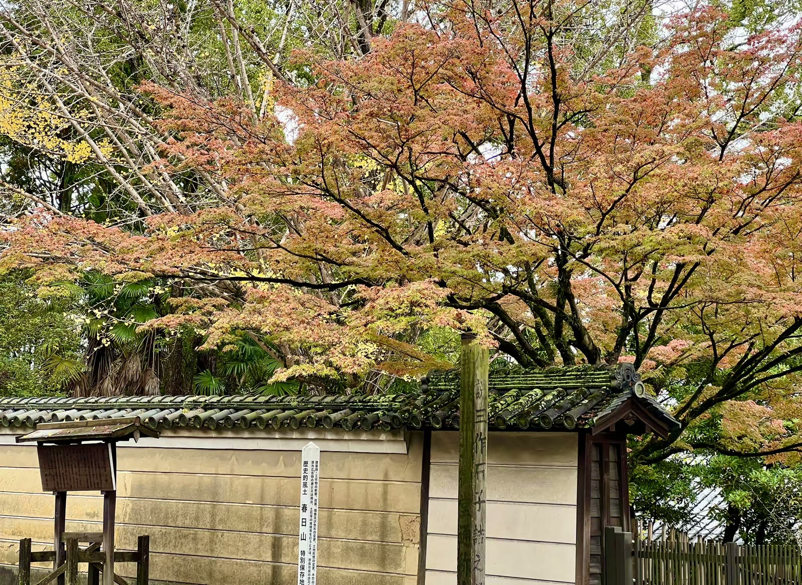 日本奈良行：鹿、春日大社