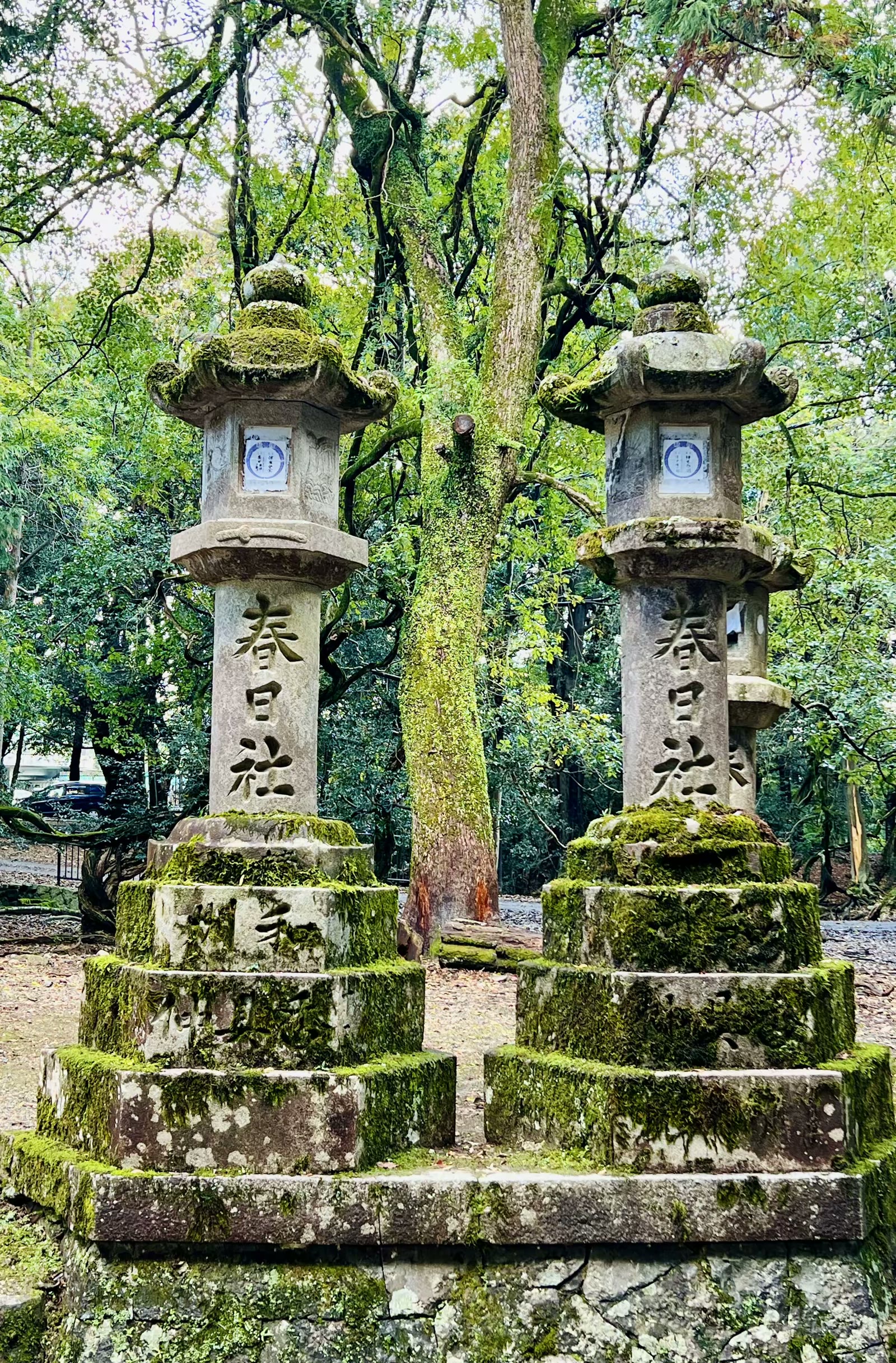 日本奈良行：鹿、春日大社