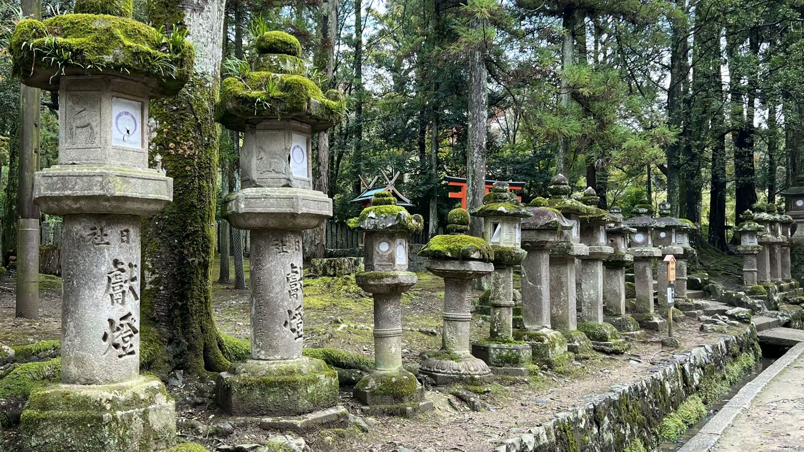 日本奈良行：鹿、春日大社