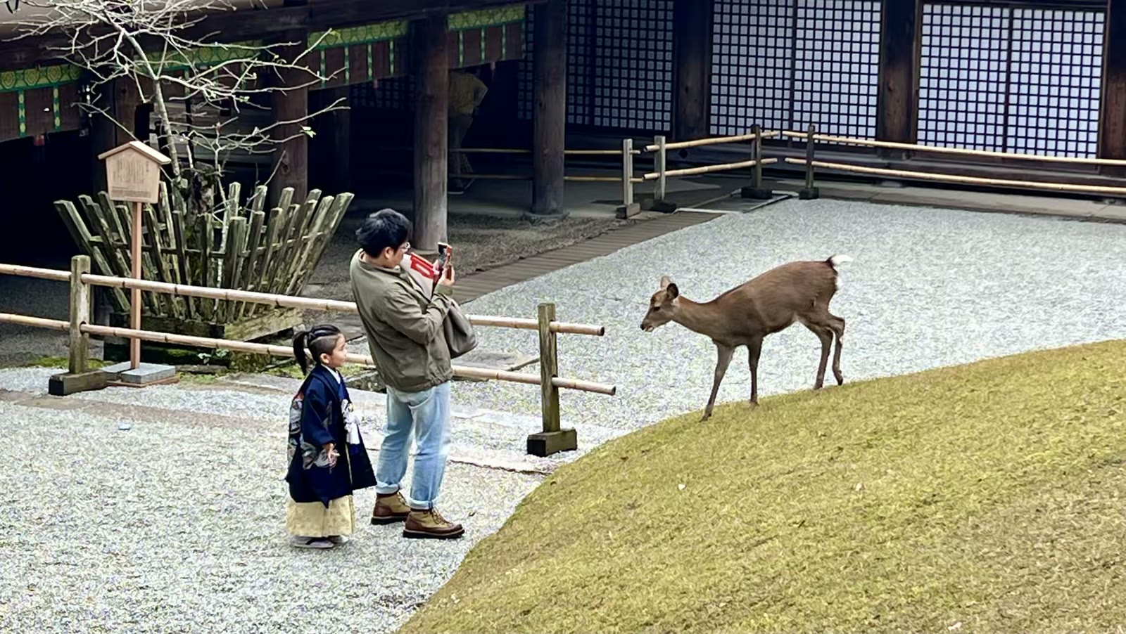 日本奈良行：鹿、春日大社