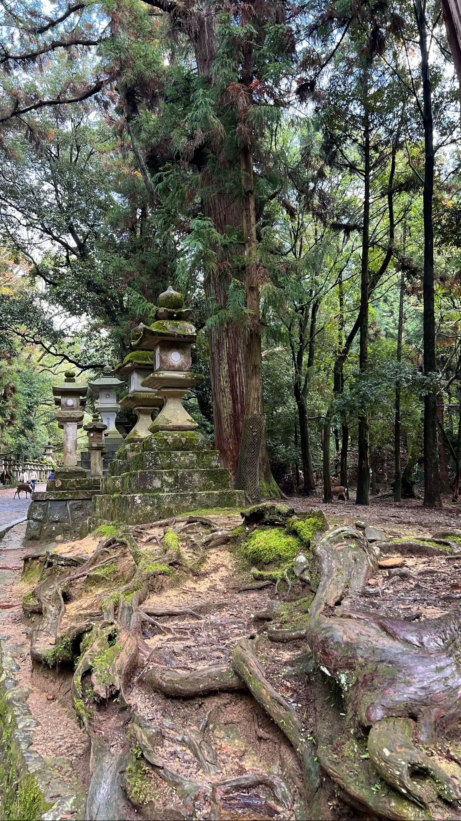 日本奈良行：鹿、春日大社