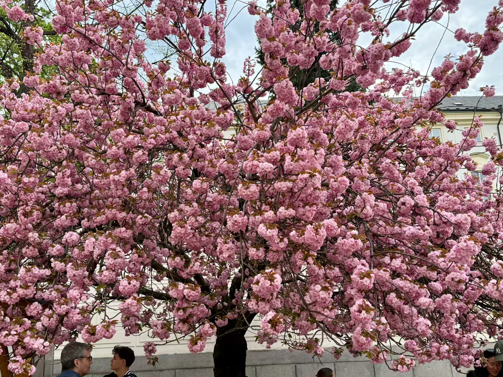 中欧四城漫步行 街头巷尾皆是景