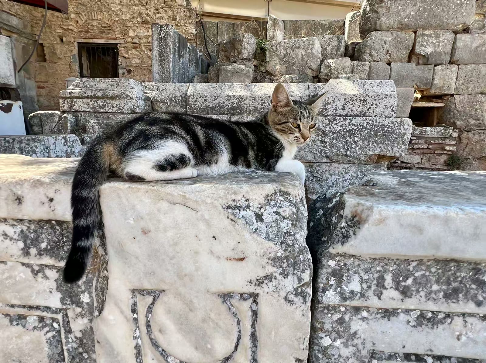 土耳其猫的世界