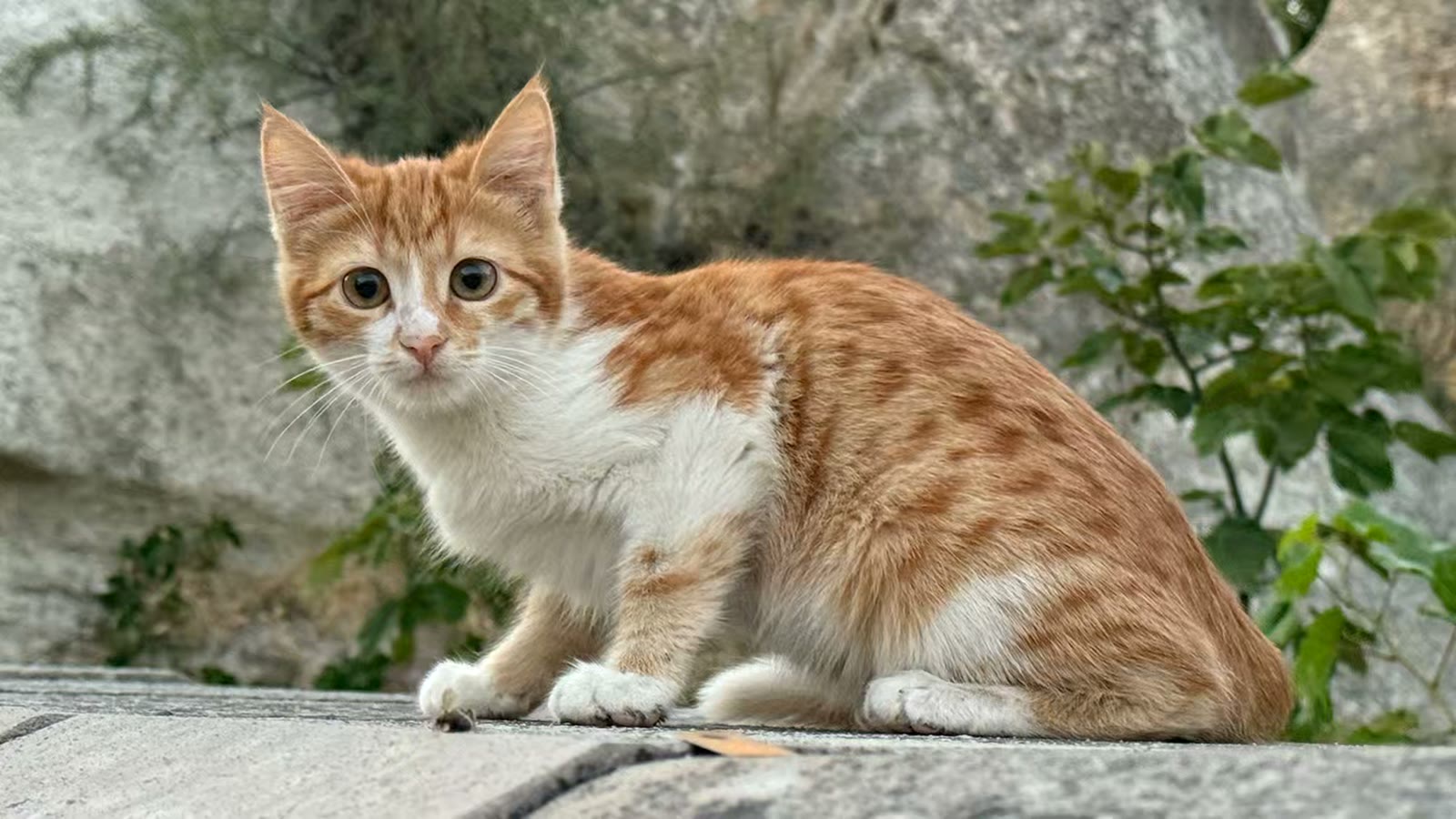 土耳其猫的世界