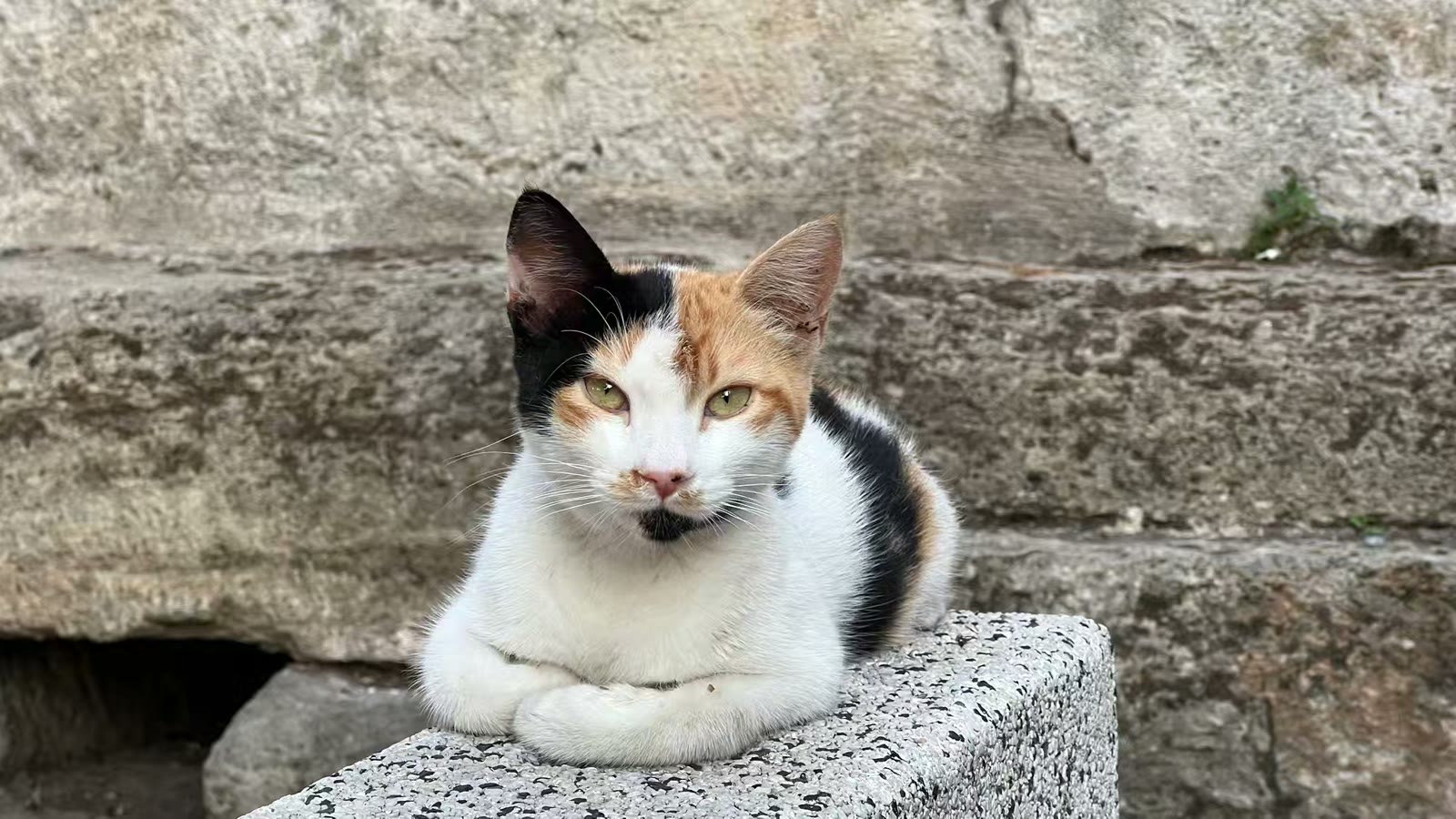 土耳其猫的世界