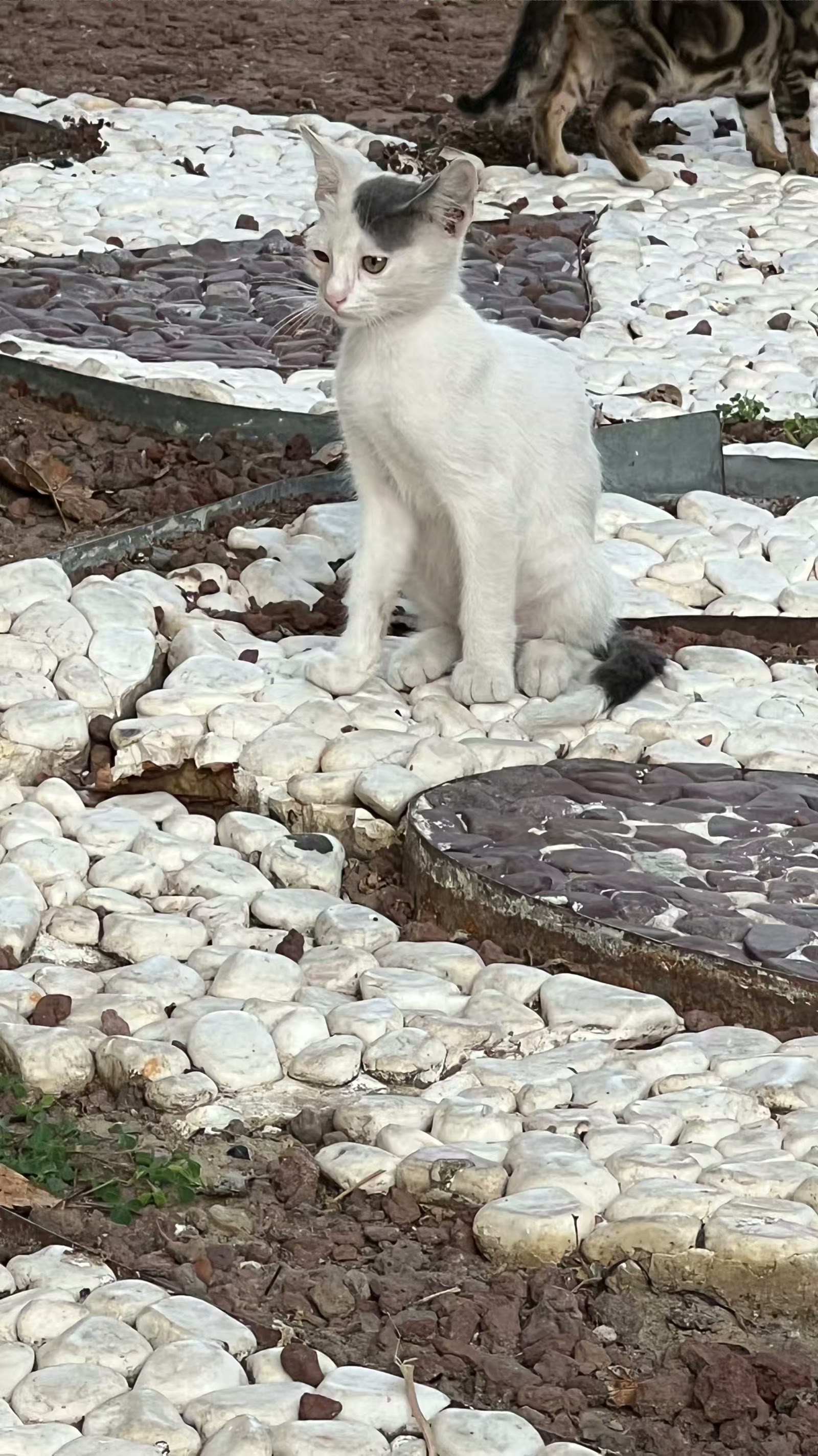 土耳其猫的世界