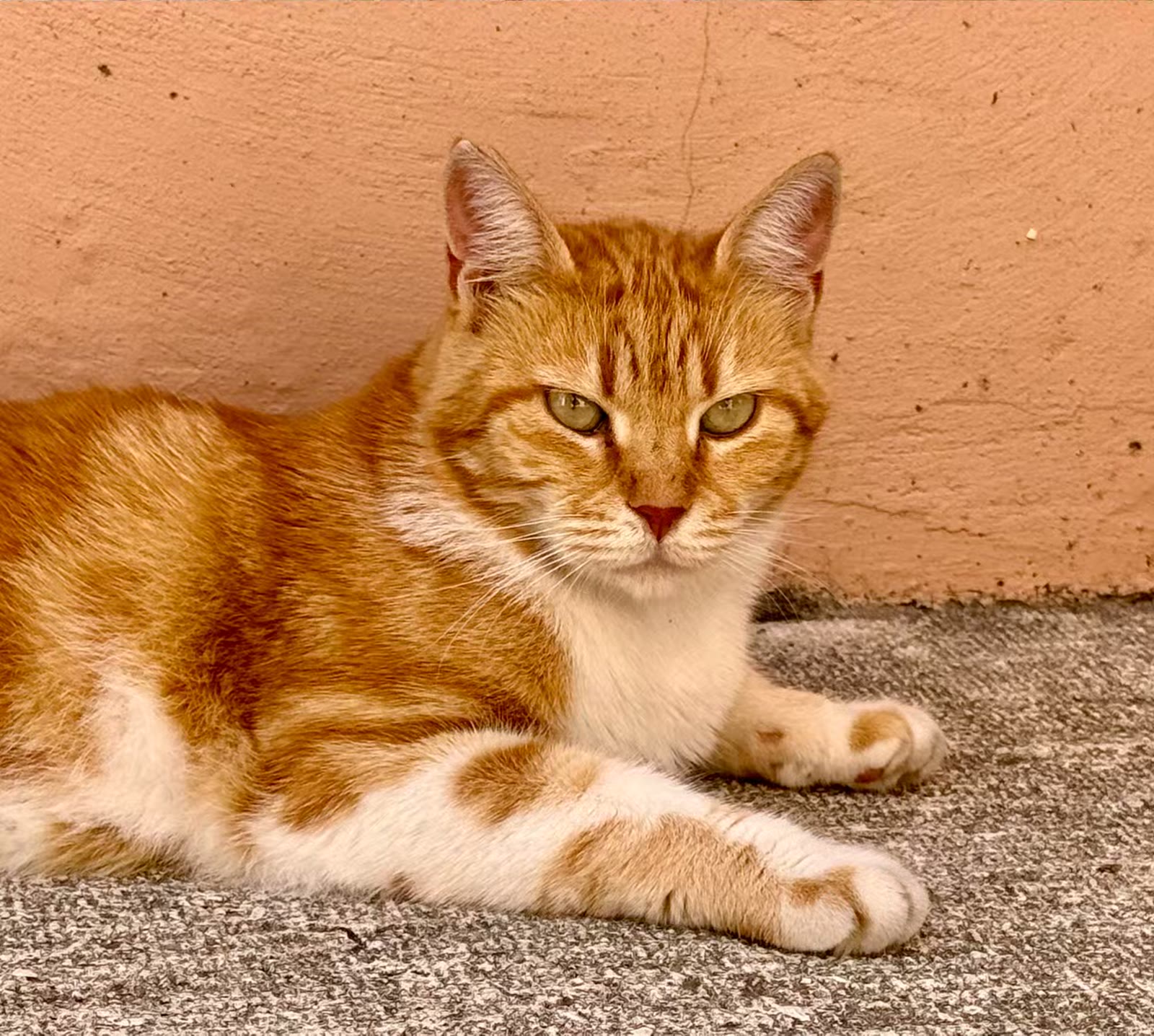土耳其猫的世界