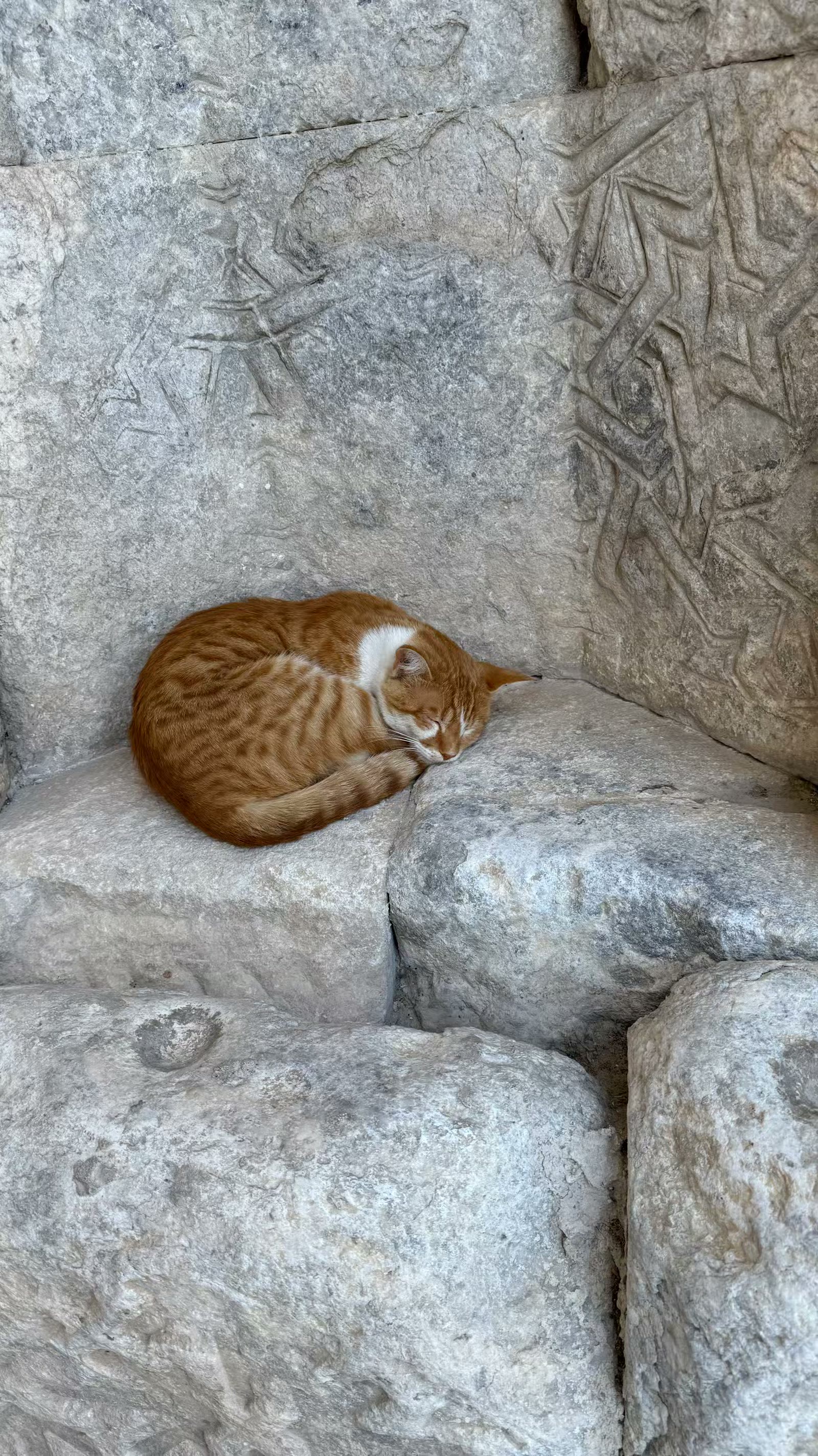 土耳其猫的世界