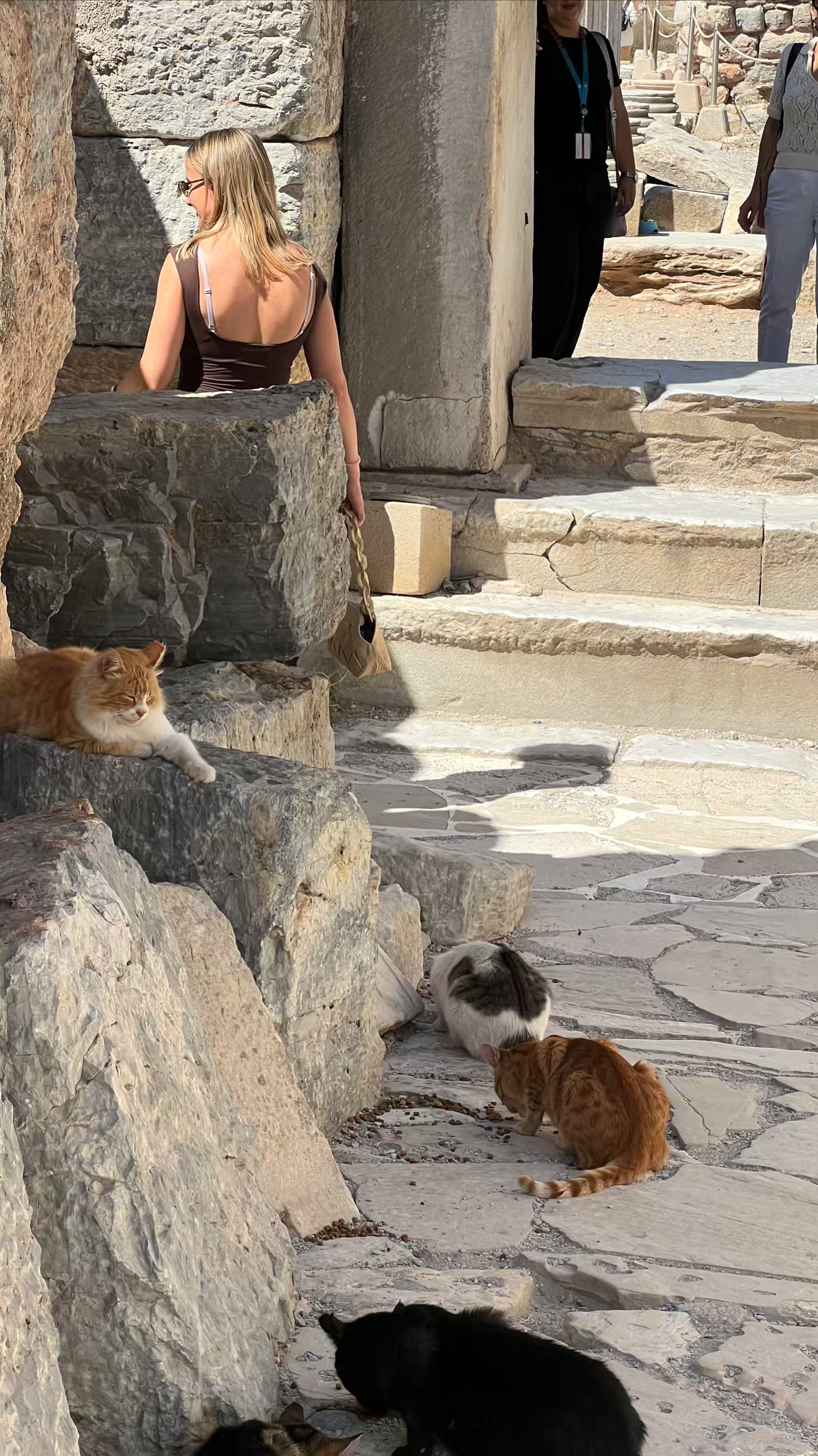 土耳其猫的世界