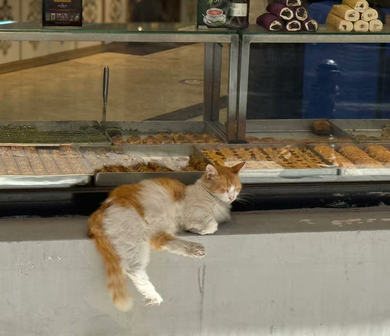土耳其猫的世界