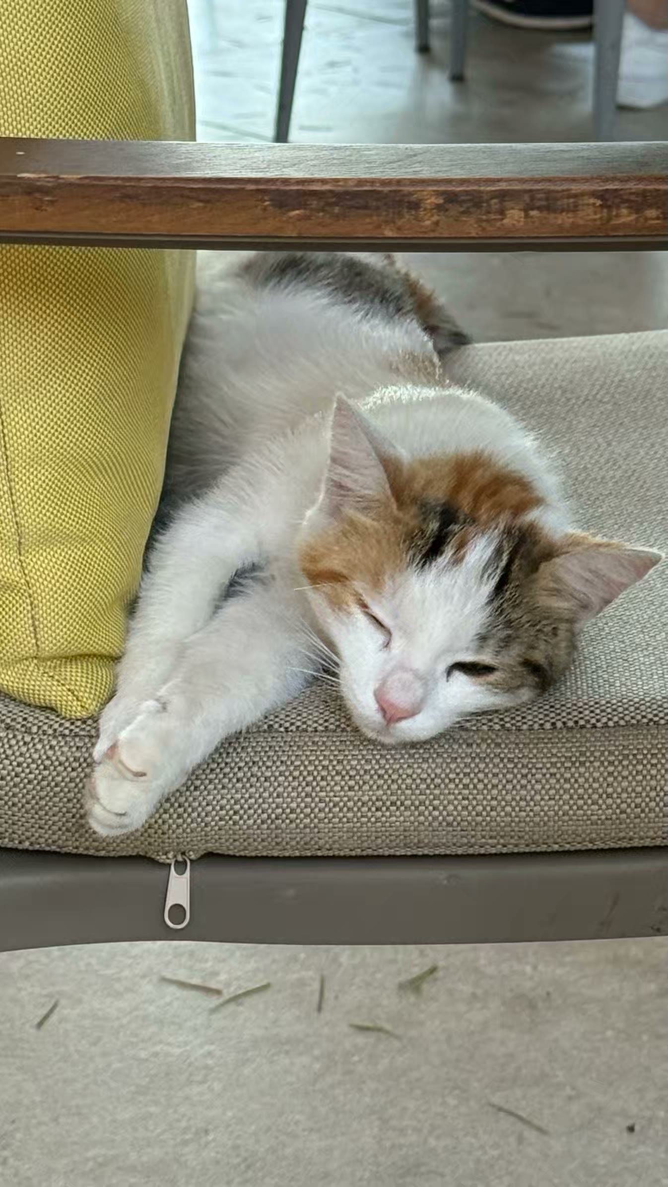 土耳其猫的世界