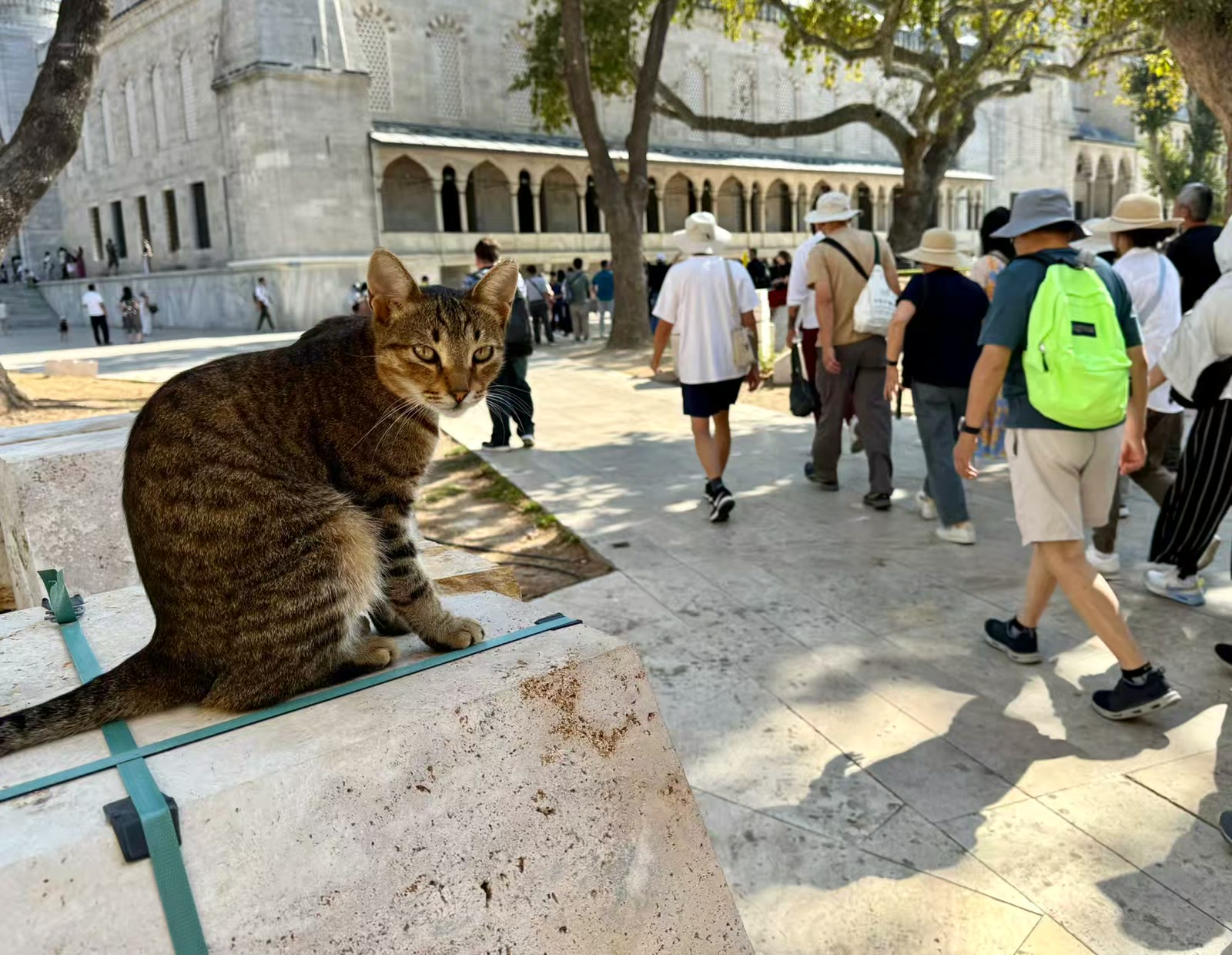 土耳其猫的世界