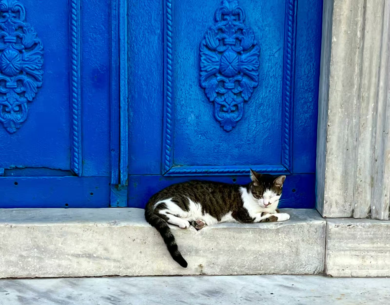 土耳其猫的世界