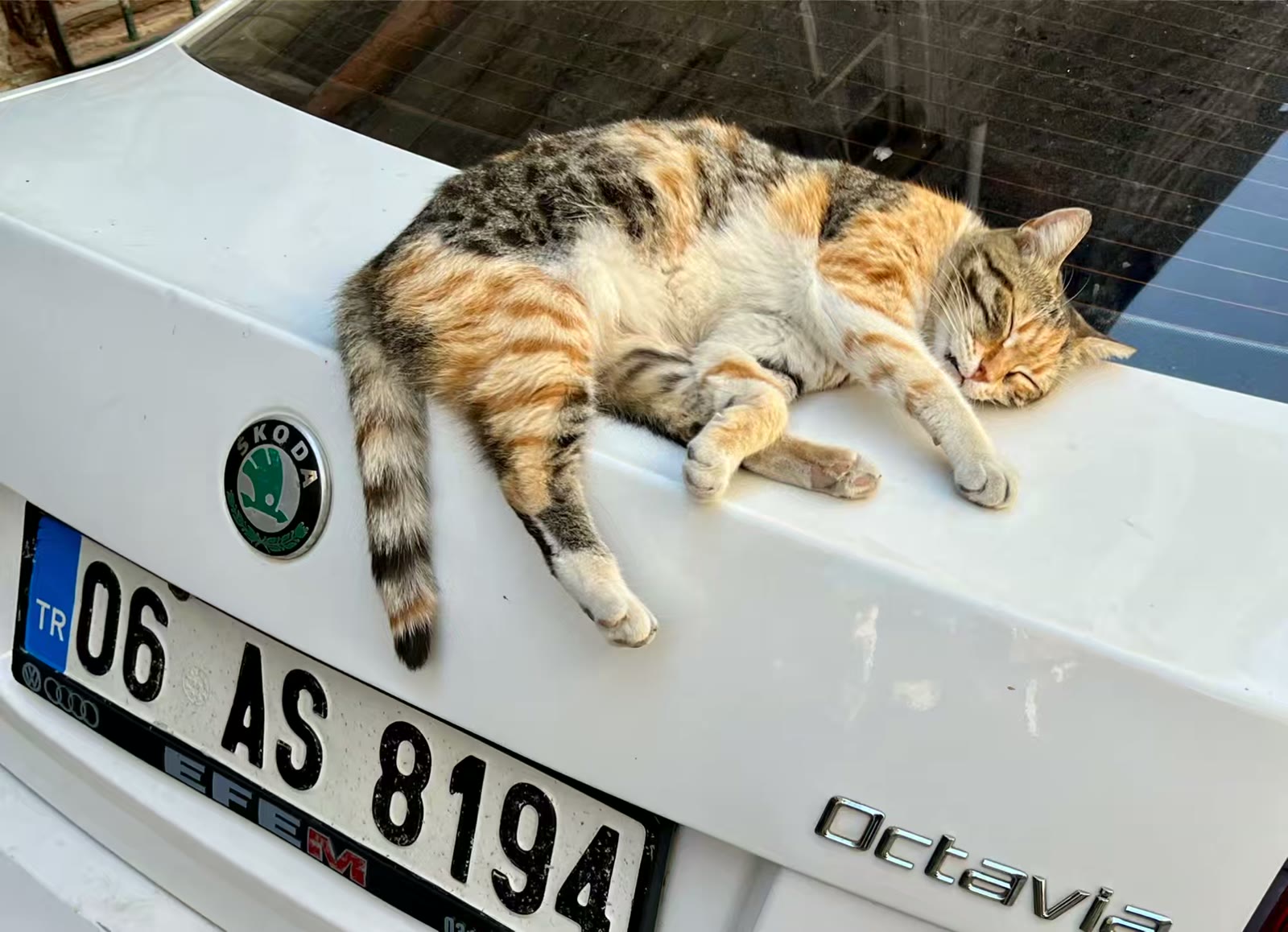 土耳其猫的世界