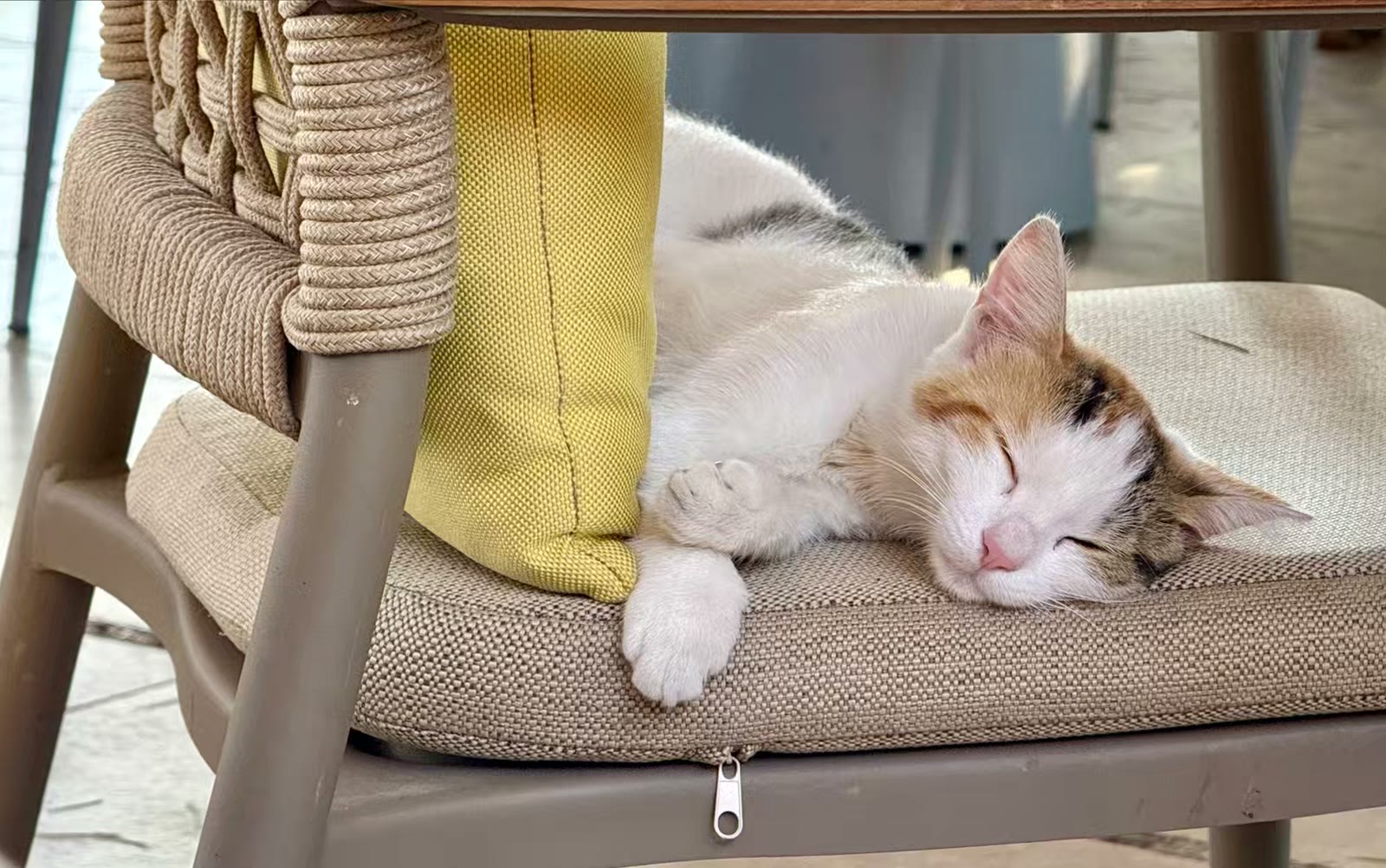 土耳其猫的世界