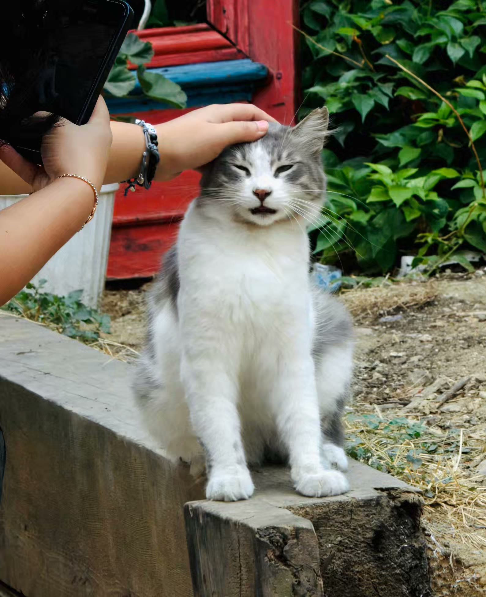 土耳其猫的世界