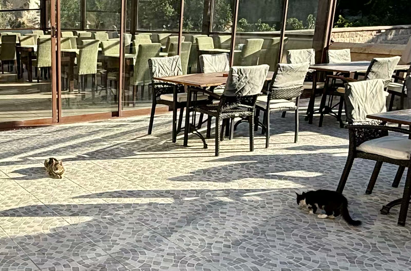 土耳其猫的世界
