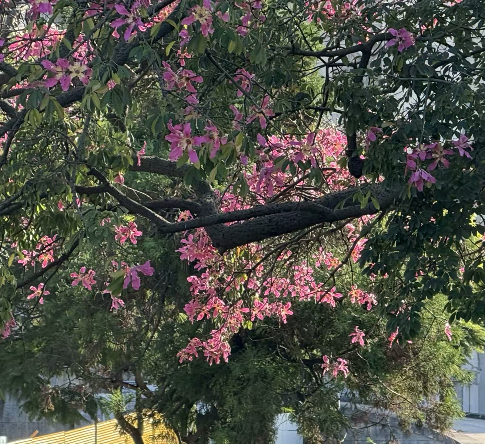 雷科莱塔区 (Recoleta)